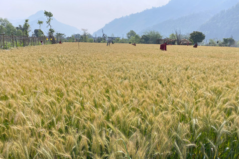 नेपालमा सबैभन्दा बढी क्षेत्रफलमा लगाइन्छ खाद्यान्न बाली